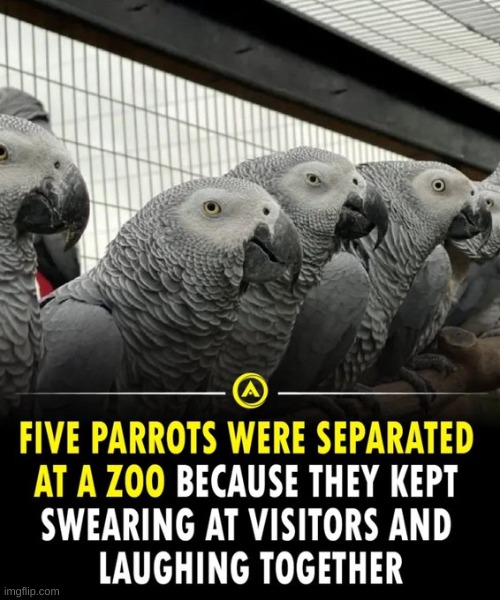 PUT THEM BACK | image tagged in parrot | made w/ Imgflip meme maker