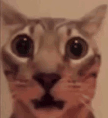 Scared cat Blank Meme Template