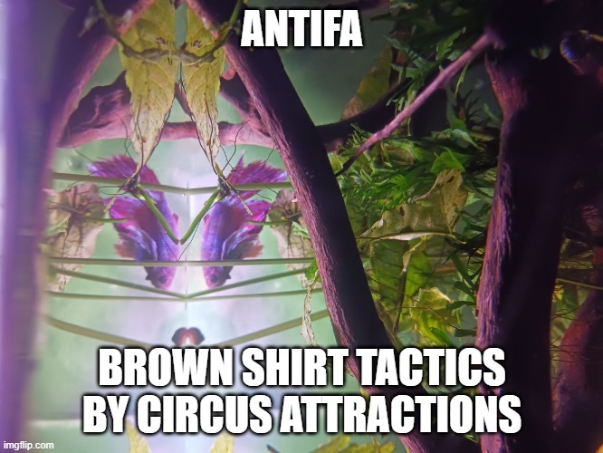 At least something is getting them out of their parents basement | ANTIFA; BROWN SHIRT TACTICS BY CIRCUS ATTRACTIONS | image tagged in antifa,fat gamer,larp,am i a joke to you,yes | made w/ Imgflip meme maker