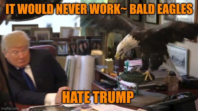 Trump Eagle | IT WOULD NEVER WORK~ BALD EAGLES HATE TRUMP | image tagged in trump eagle | made w/ Imgflip meme maker