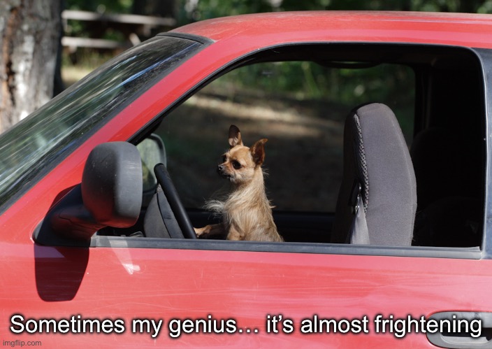Dog | Sometimes my genius… it’s almost frightening | image tagged in animal in car,dog,sometimes my genius is it's almost frightening | made w/ Imgflip meme maker