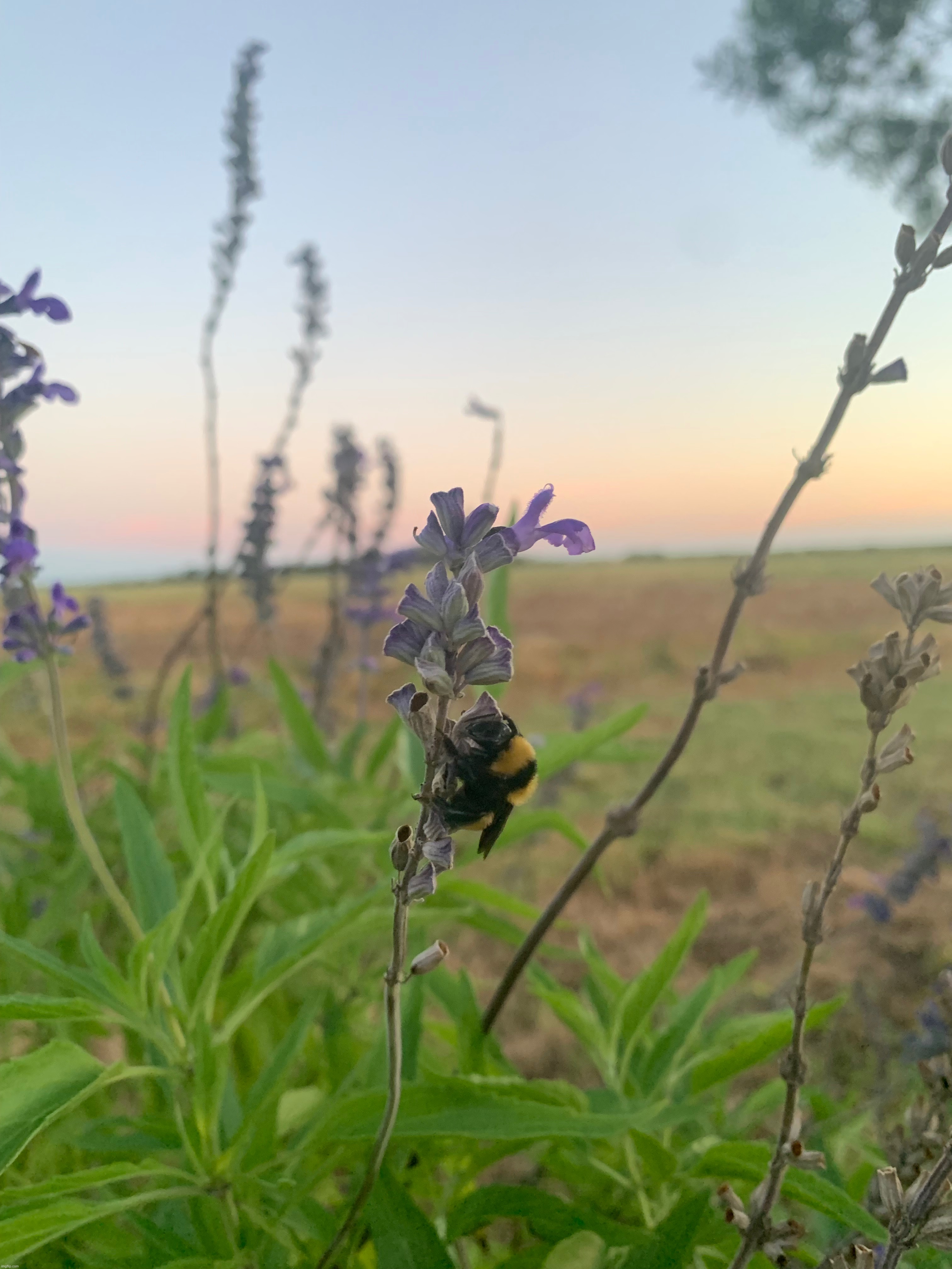 Bumble bee | made w/ Imgflip meme maker