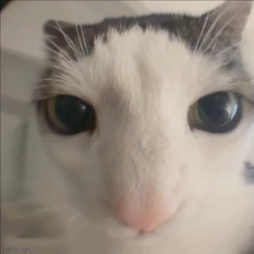 cat | image tagged in toady car | made w/ Imgflip meme maker