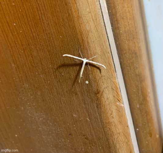Plume moth | made w/ Imgflip meme maker