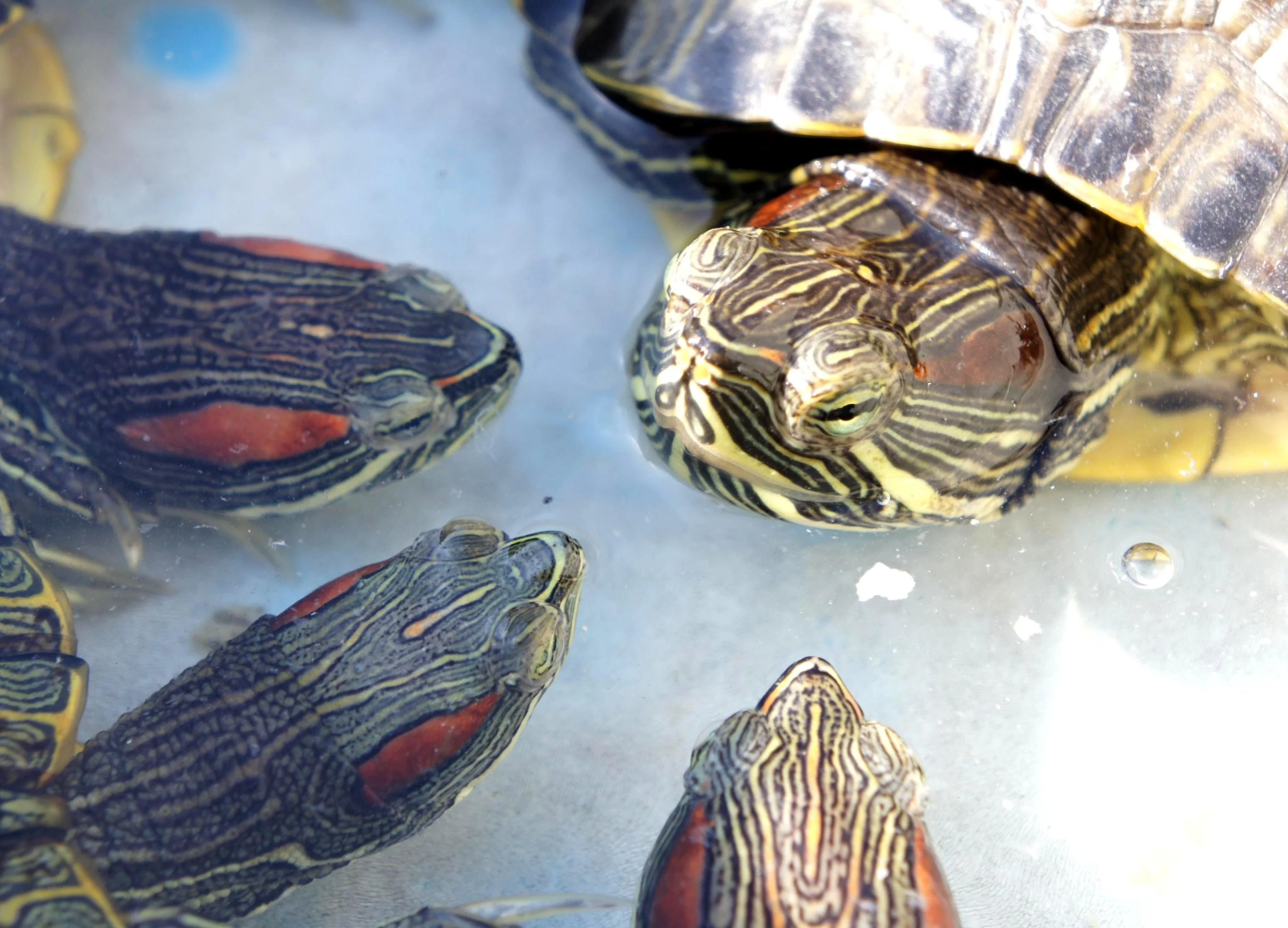 Judgy turtles Blank Meme Template