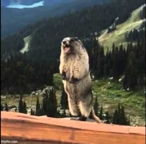 Screaming beaver | image tagged in screaming beaver | made w/ Imgflip meme maker