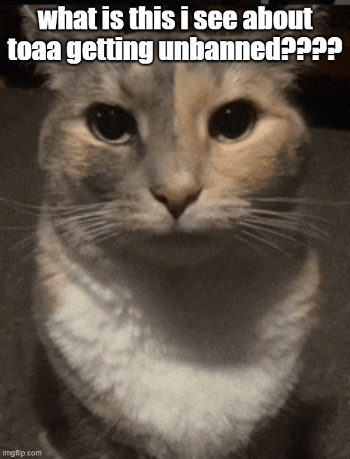 i dont like what im seeing | what is this i see about toaa getting unbanned???? | image tagged in cat dead stare,sans of topic | made w/ Imgflip meme maker