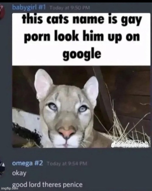 pay gorn | image tagged in memes | made w/ Imgflip meme maker