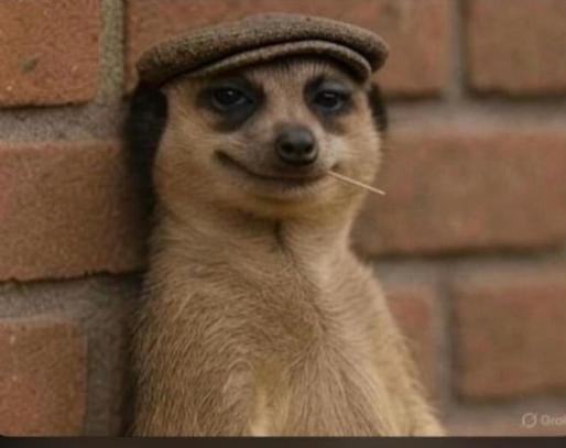 Racoon smirk Blank Meme Template