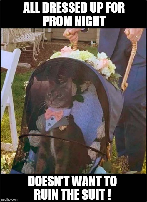 First Impressions Count ! | ALL DRESSED UP FOR
PROM NIGHT; DOESN'T WANT TO
RUIN THE SUIT ! | image tagged in cats,prom,impressions | made w/ Imgflip meme maker