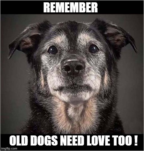 A Loyal Friend ! | REMEMBER; OLD DOGS NEED LOVE TOO ! | image tagged in dogs,loyalty,love | made w/ Imgflip meme maker