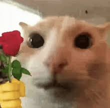 Cat giving a rose Blank Meme Template