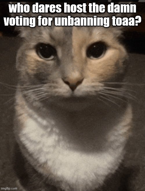 if it's spinel he won't see the next sunrise (it’s me, I’m the son of a bitch and 3 owners agreed with me. -Spinel) | who dares host the damn voting for unbanning toaa? | image tagged in cat dead stare,sans of topic | made w/ Imgflip meme maker