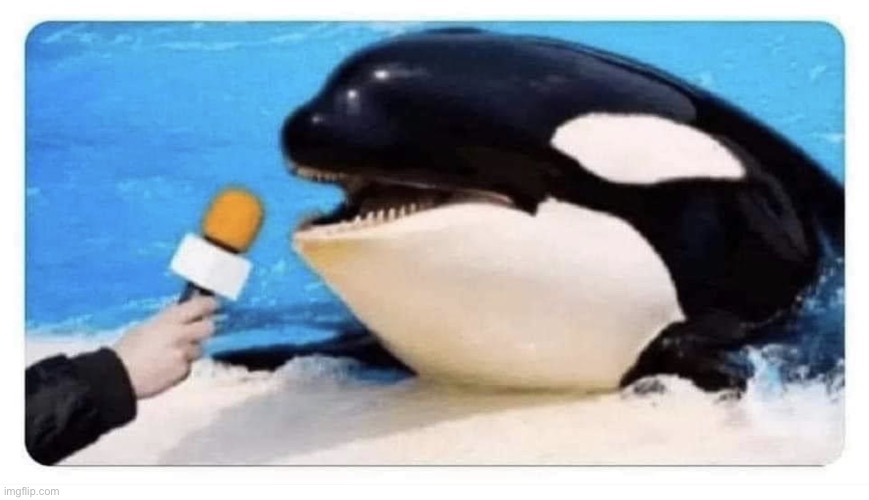 Orca interview | image tagged in orca interview | made w/ Imgflip meme maker
