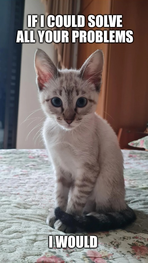 Sweet Kitty | IF I COULD SOLVE ALL YOUR PROBLEMS; I WOULD | image tagged in kitten,life problems,i would do anything for you,i love you,love,love wins | made w/ Imgflip meme maker