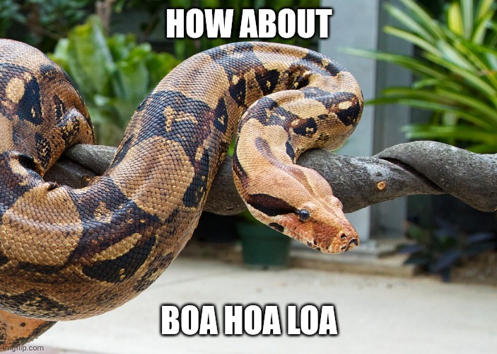 Boa Constrictor | HOW ABOUT BOA HOA LOA | image tagged in boa constrictor | made w/ Imgflip meme maker