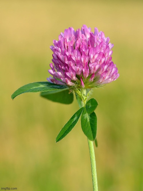 The flowerhead contains phytoestrogens | made w/ Imgflip meme maker