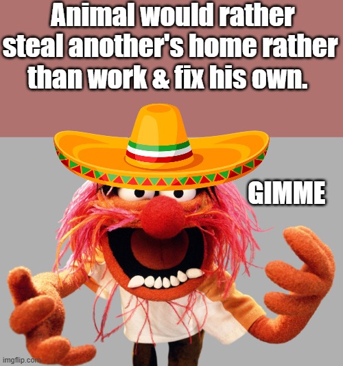 4000 miles of beaches and they want ours; better climate and more natural resources Get rid of the Cartels stay home | Animal would rather steal another's home rather than work & fix his own. GIMME | image tagged in animal muppets | made w/ Imgflip meme maker
