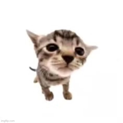 El gatito | image tagged in el gatito | made w/ Imgflip meme maker