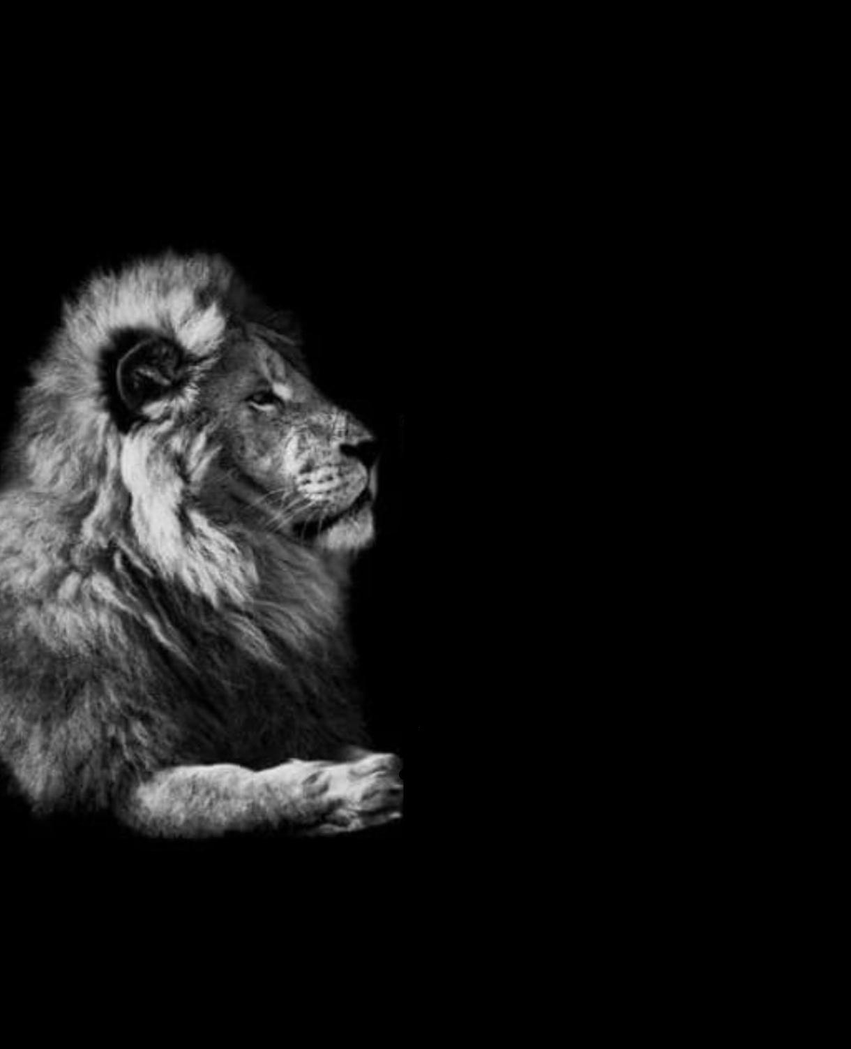 The lion Blank Meme Template