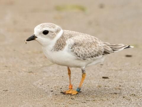 Piping plover Blank Meme Template