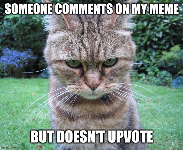Which takes longer, hmm, I wonder | SOMEONE COMMENTS ON MY MEME; BUT DOESN'T UPVOTE | image tagged in glaring cat is not amused,upvote,imgflip,memes,comments | made w/ Imgflip meme maker