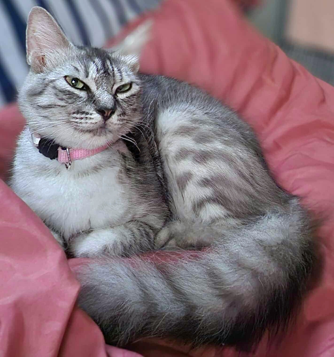 Paki-baba ang aking kilay! Blank Meme Template