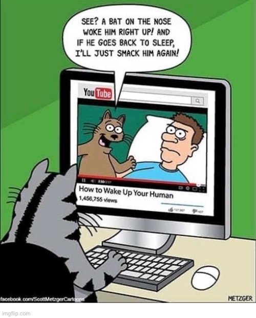 That’s why my nose is always so sore… | image tagged in cats,comics,wake up human | made w/ Imgflip meme maker