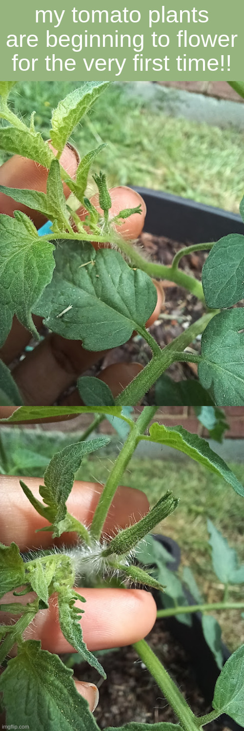 my tomato plants are beginning to flower for the very first time!! | made w/ Imgflip meme maker