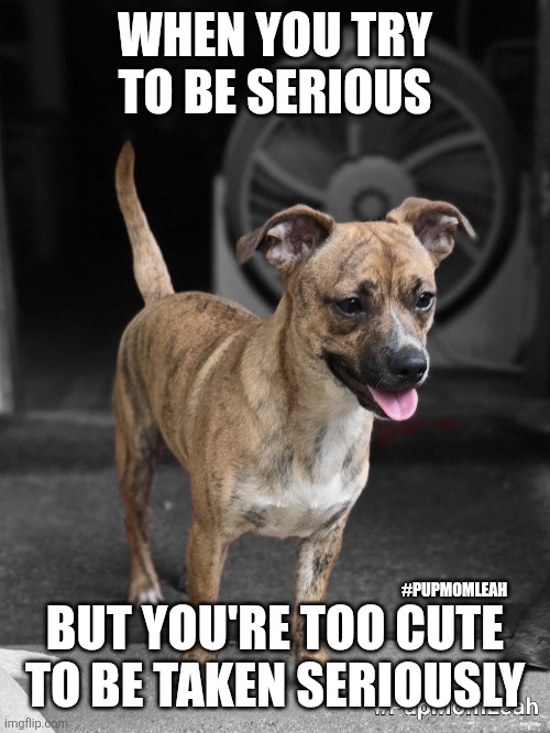 To cute | WHEN YOU TRY TO BE SERIOUS; BUT YOU'RE TOO CUTE TO BE TAKEN SERIOUSLY; #PUPMOMLEAH | image tagged in chipit | made w/ Imgflip meme maker