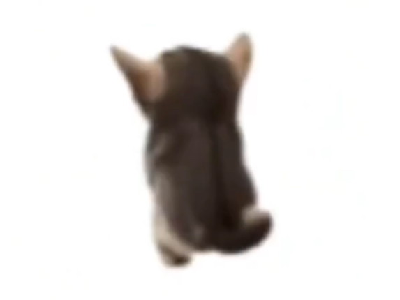 High Quality El gatito Blank Meme Template