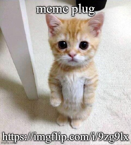 Cute Cat | meme plug; https://imgflip.com/i/9zg9lx | image tagged in memes,cute cat | made w/ Imgflip meme maker