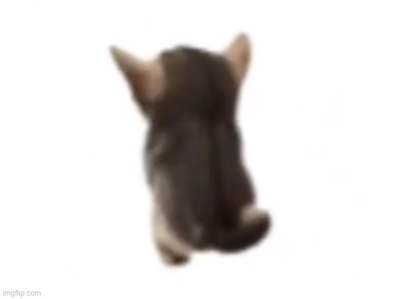 El gatito | image tagged in el gatito | made w/ Imgflip meme maker