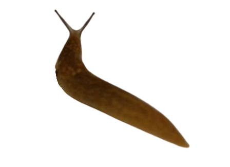 High Quality Vile Brown Slug Trans Blank Meme Template