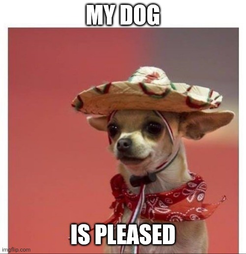 Spanish Dog | MY DOG IS PLEASED | image tagged in spanish dog | made w/ Imgflip meme maker