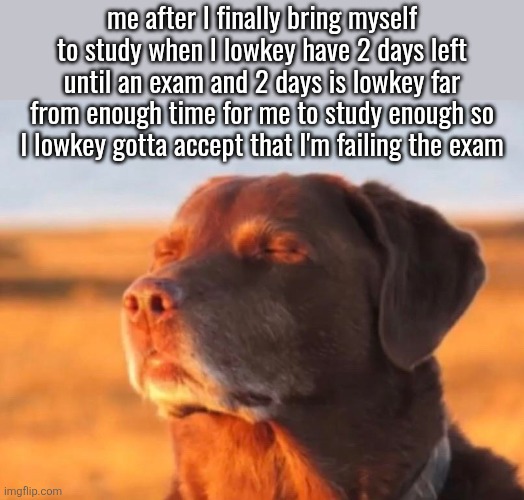 school meme in summer by someone who already graduated | me after I finally bring myself to study when I lowkey have 2 days left until an exam and 2 days is lowkey far from enough time for me to study enough so I lowkey gotta accept that I'm failing the exam | image tagged in dog accepting fate | made w/ Imgflip meme maker
