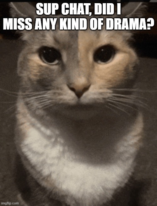 cat dead stare | SUP CHAT, DID I MISS ANY KIND OF DRAMA? | image tagged in cat dead stare | made w/ Imgflip meme maker