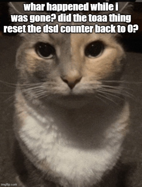 cat dead stare | whar happened while i was gone? did the toaa thing reset the dsd counter back to 0? | image tagged in cat dead stare,sans of topic | made w/ Imgflip meme maker