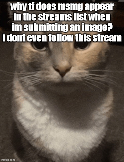cat dead stare | why tf does msmg appear in the streams list when im submitting an image? i dont even follow this stream | image tagged in cat dead stare | made w/ Imgflip meme maker