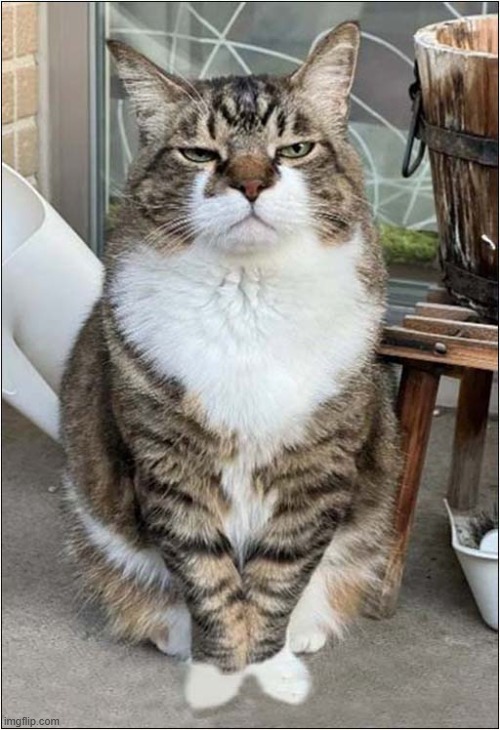 Dissatisfaction Level: 9 | image tagged in cats,dissatisfaction | made w/ Imgflip meme maker