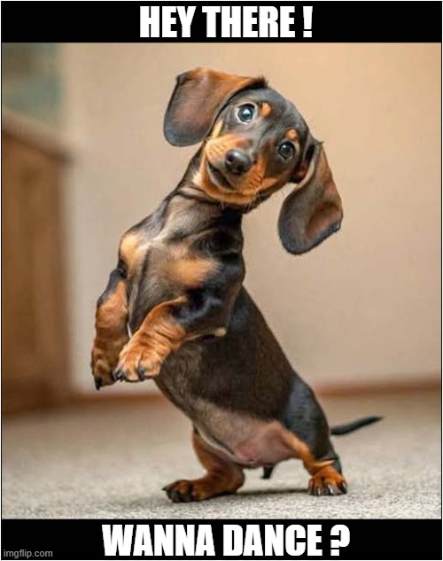 A Dancing Dachshund | HEY THERE ! WANNA DANCE ? | image tagged in dogs,dachshund,dancing | made w/ Imgflip meme maker