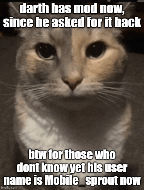 cat dead stare | darth has mod now, since he asked for it back; btw for those who dont know yet his user name is Mobile_sprout now | image tagged in cat dead stare,darth sans of topic | made w/ Imgflip meme maker