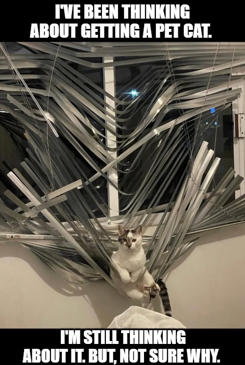 Cats are Chaos | I'VE BEEN THINKING ABOUT GETTING A PET CAT. I'M STILL THINKING ABOUT IT. BUT, NOT SURE WHY. | image tagged in funny,cute cat,cat,animals,meme | made w/ Imgflip meme maker