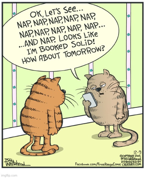 My cats both have similar schedules… | image tagged in cats,comics,free range,booked solid,napping | made w/ Imgflip meme maker