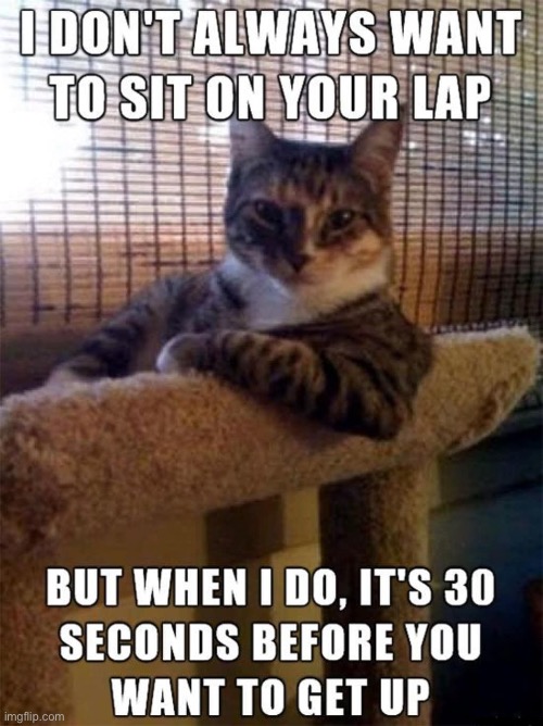 It never fails to happen… | image tagged in cats,sit on your lap,30 seconds before | made w/ Imgflip meme maker