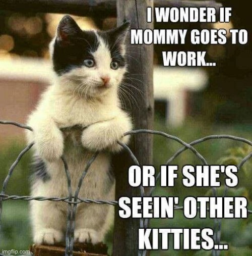He might have to hire a private eye… | image tagged in cats,kitten | made w/ Imgflip meme maker