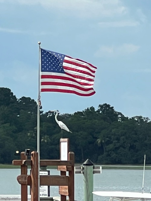 freedom bird | made w/ Imgflip meme maker