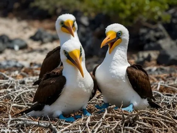 boobies | image tagged in boobies | made w/ Imgflip meme maker