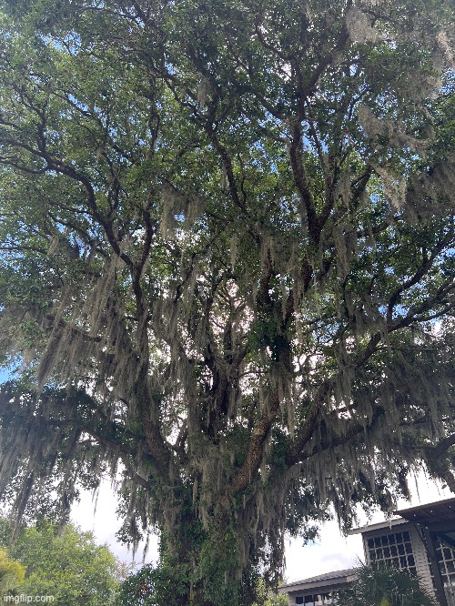 tree | made w/ Imgflip meme maker