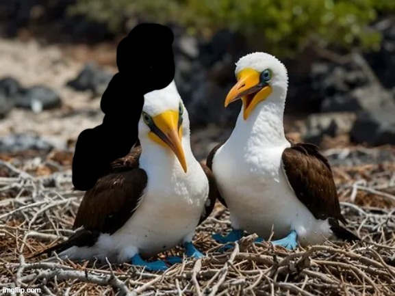 boobies | image tagged in boobies | made w/ Imgflip meme maker